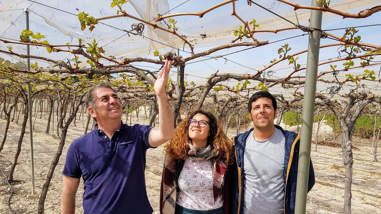 Itum-prs|Variedades de Uva ITUM|itum programas